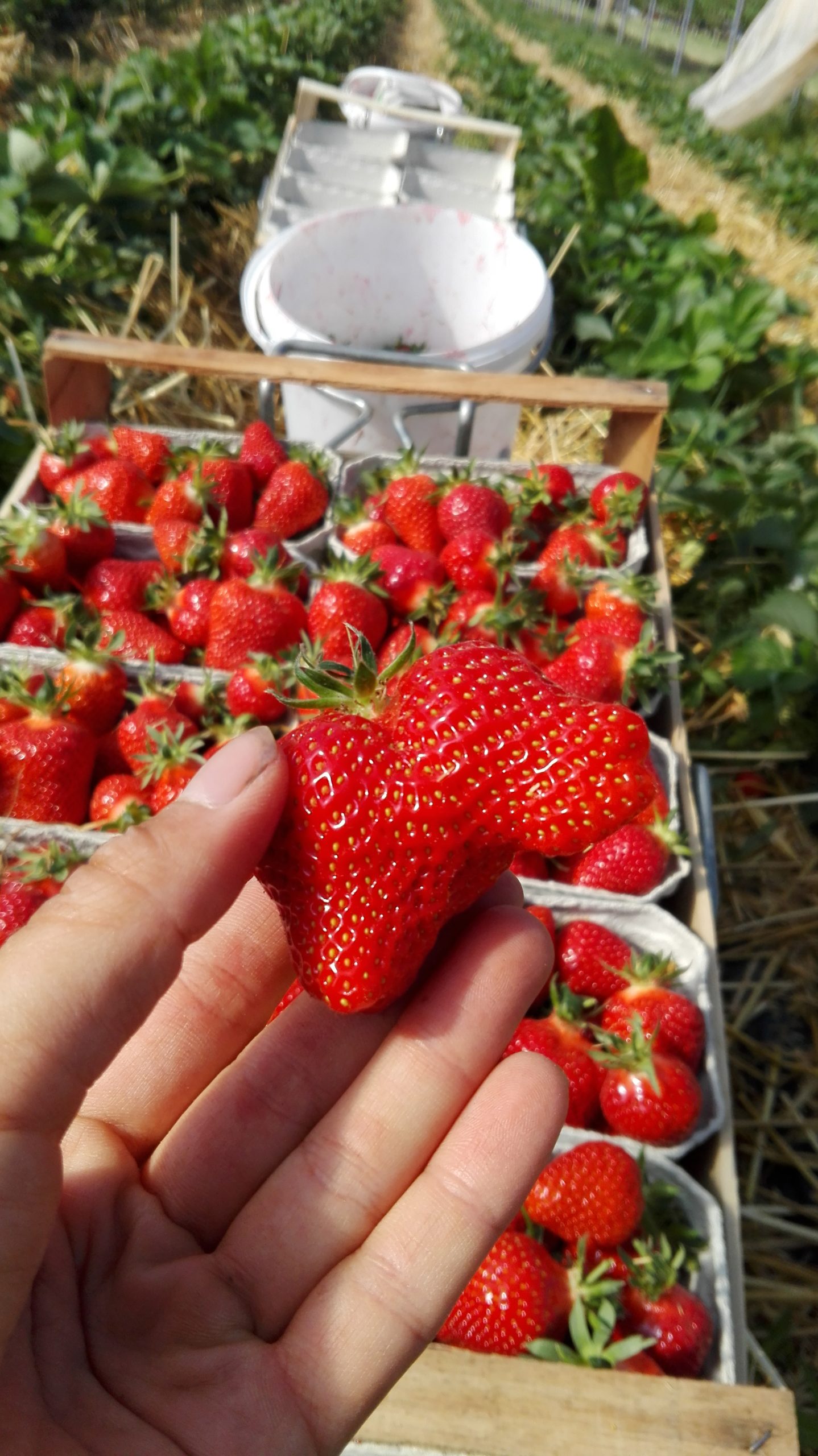 Read more about the article Reconnecting with home picking strawberries