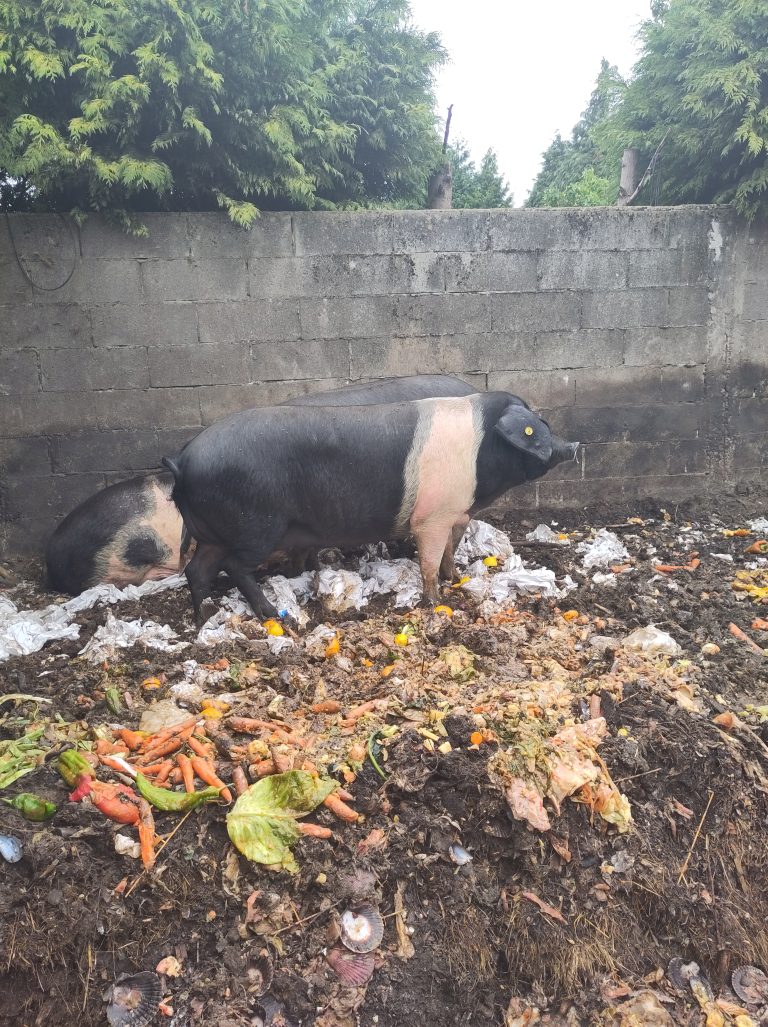 Read more about the article The Galician queen sows on 2m of food residues