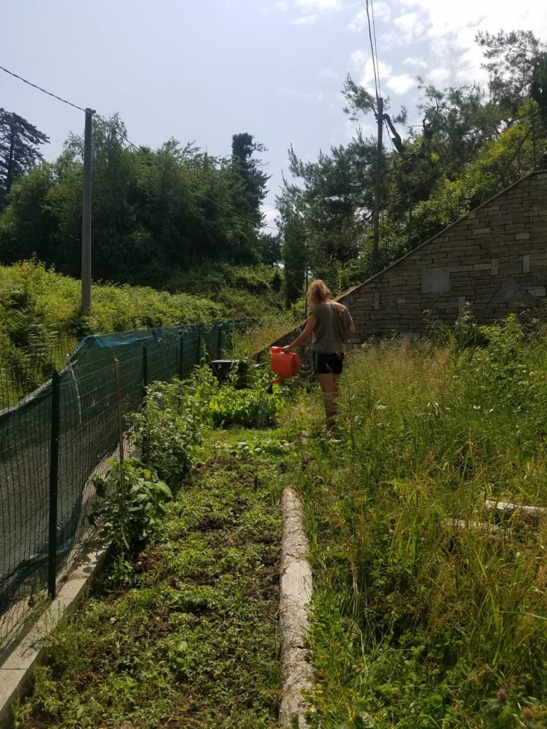 Read more about the article On hosting wasp spiders in my first tomatoe djungle