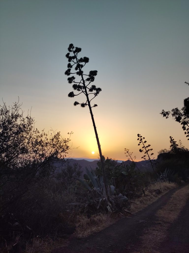 Read more about the article Adventures around the agaves on Gran Canaria