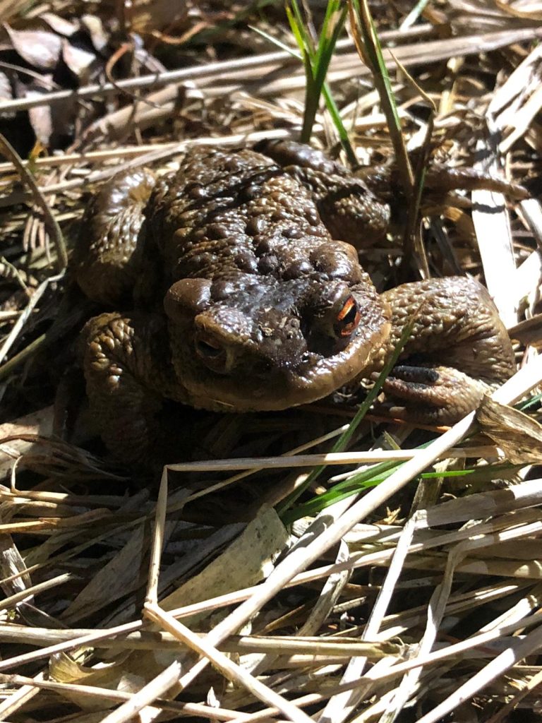 Read more about the article On safeguarding toads across the road