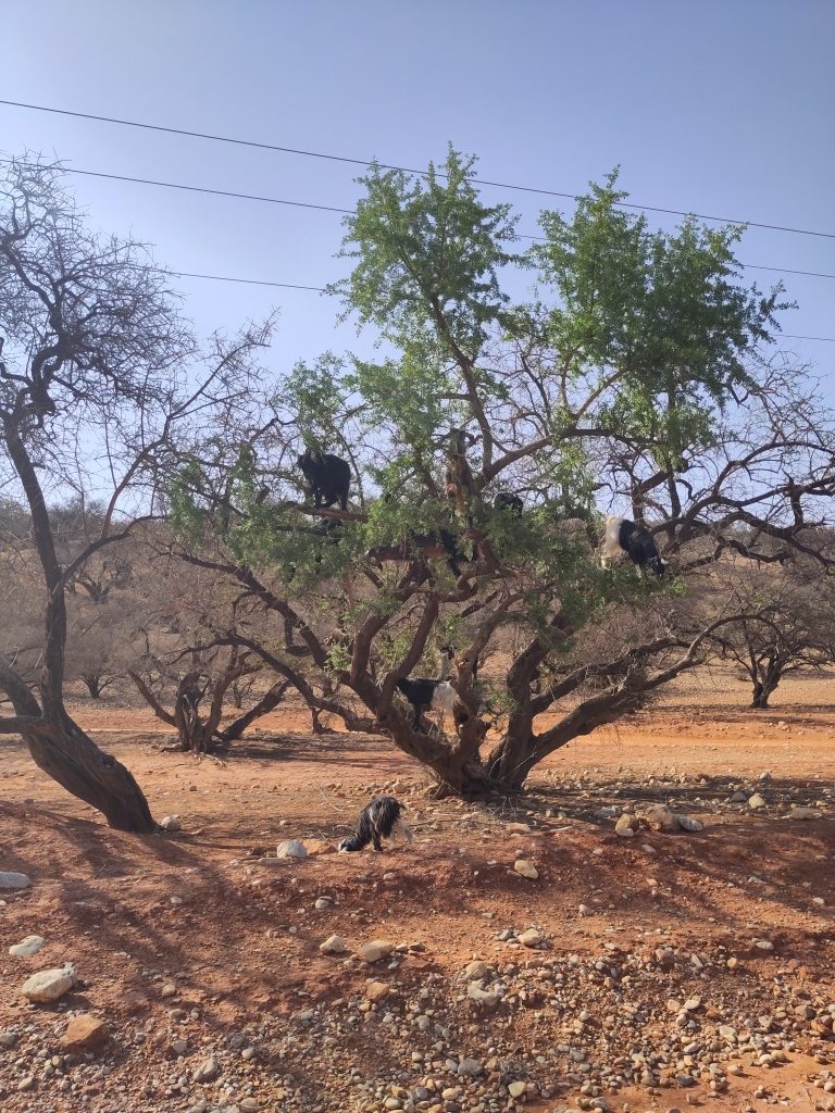 Read more about the article On goats munching on Argan trees when in Marocco