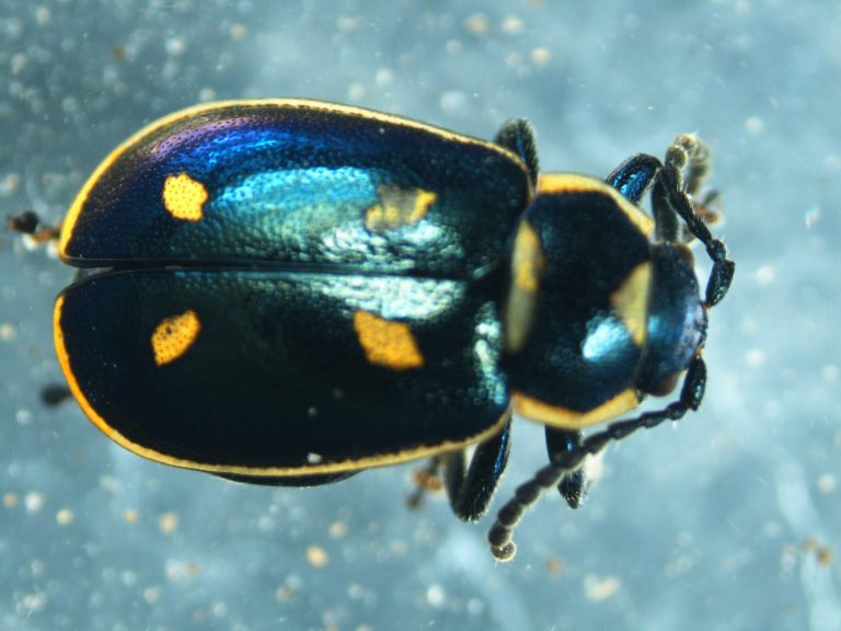 Read more about the article Beetles (Coleoptera)