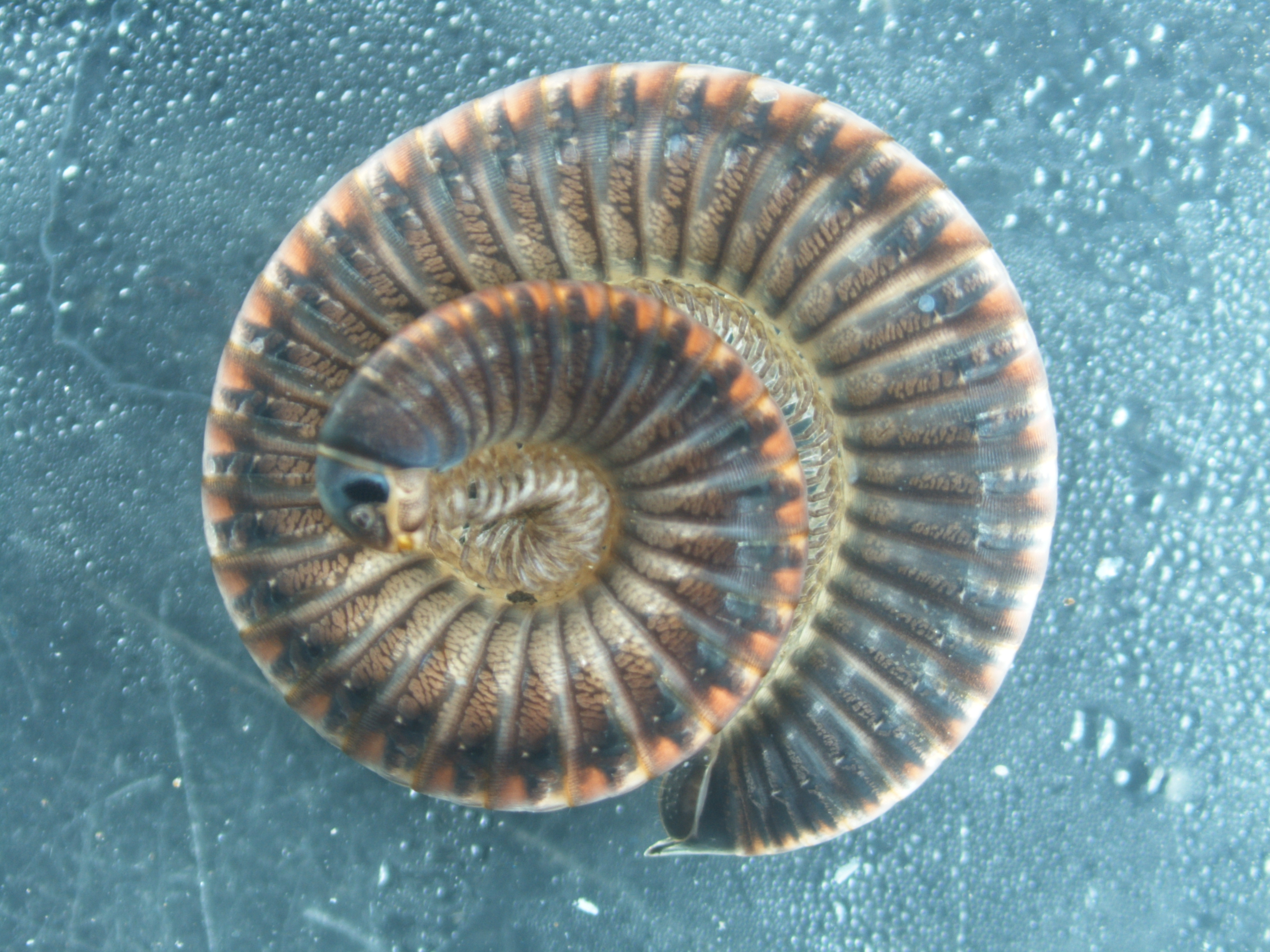 Read more about the article Millipedes (Diplopoda)