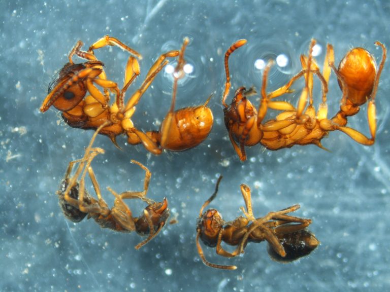 Read more about the article Ants (Formicidae)