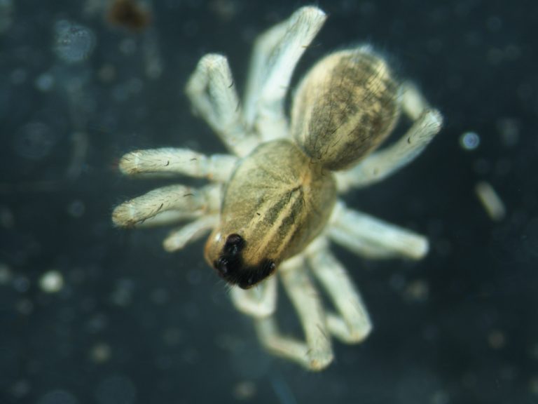 Read more about the article Spiders (Araneae)