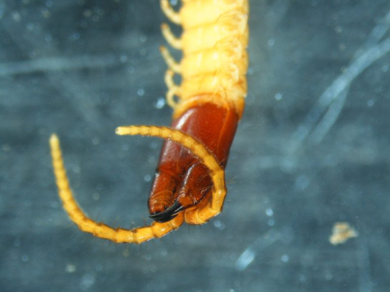 Read more about the article Centipedes (Chilopoda)