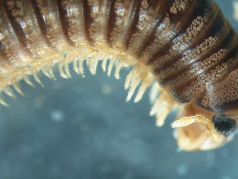 Read more about the article Millipedes (Diplopoda)