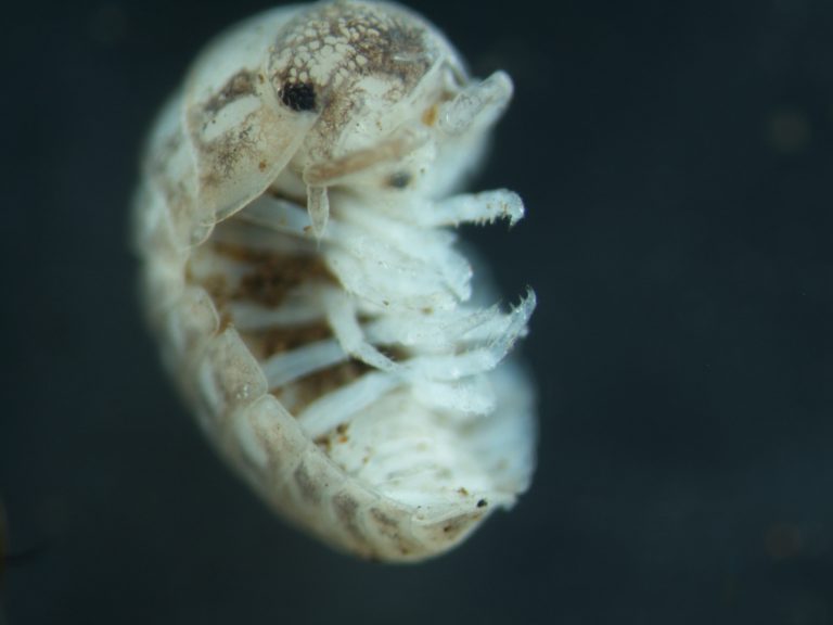 Read more about the article Isopods (Isopoda)