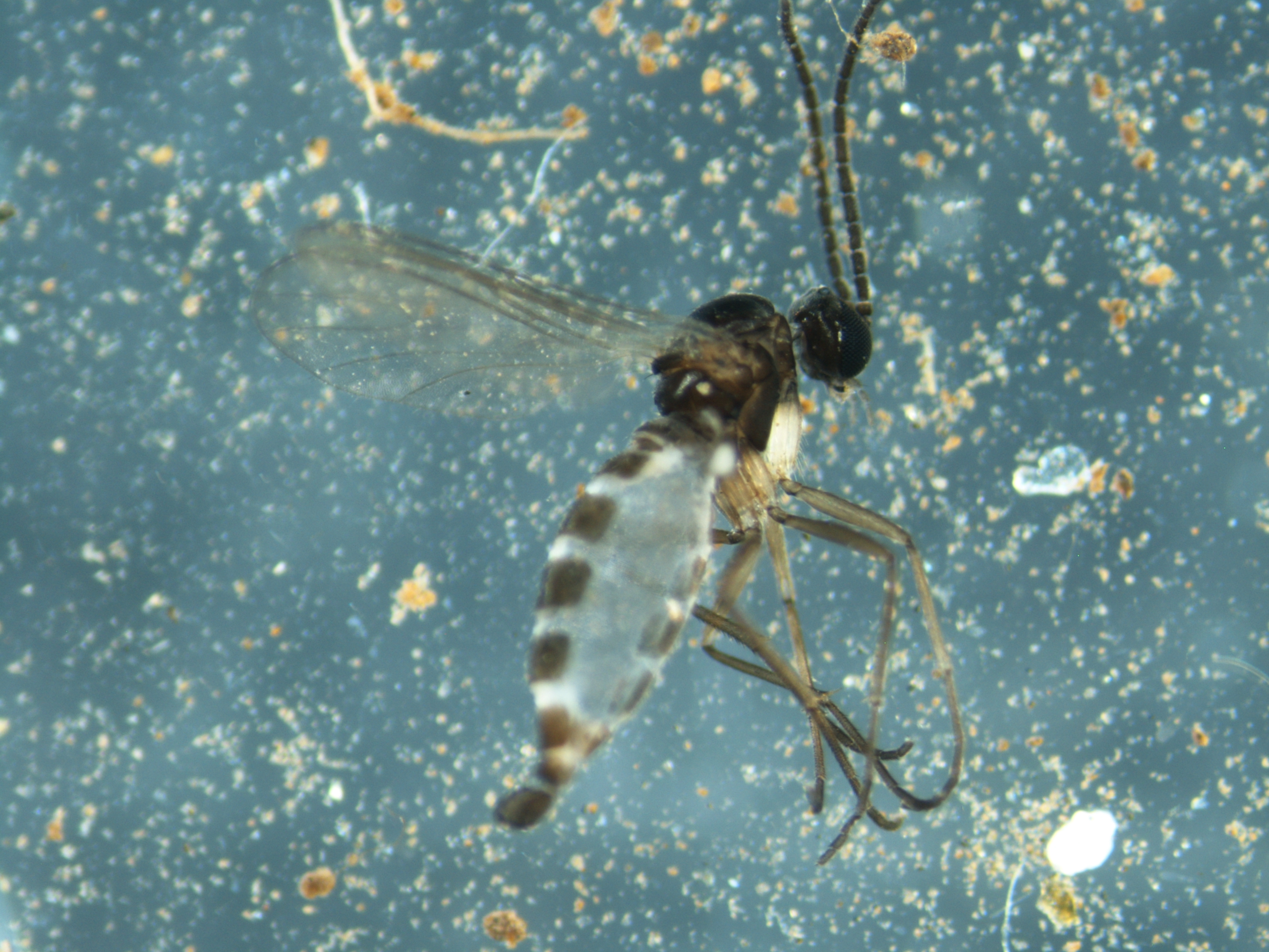 Read more about the article Flies (Diptera)