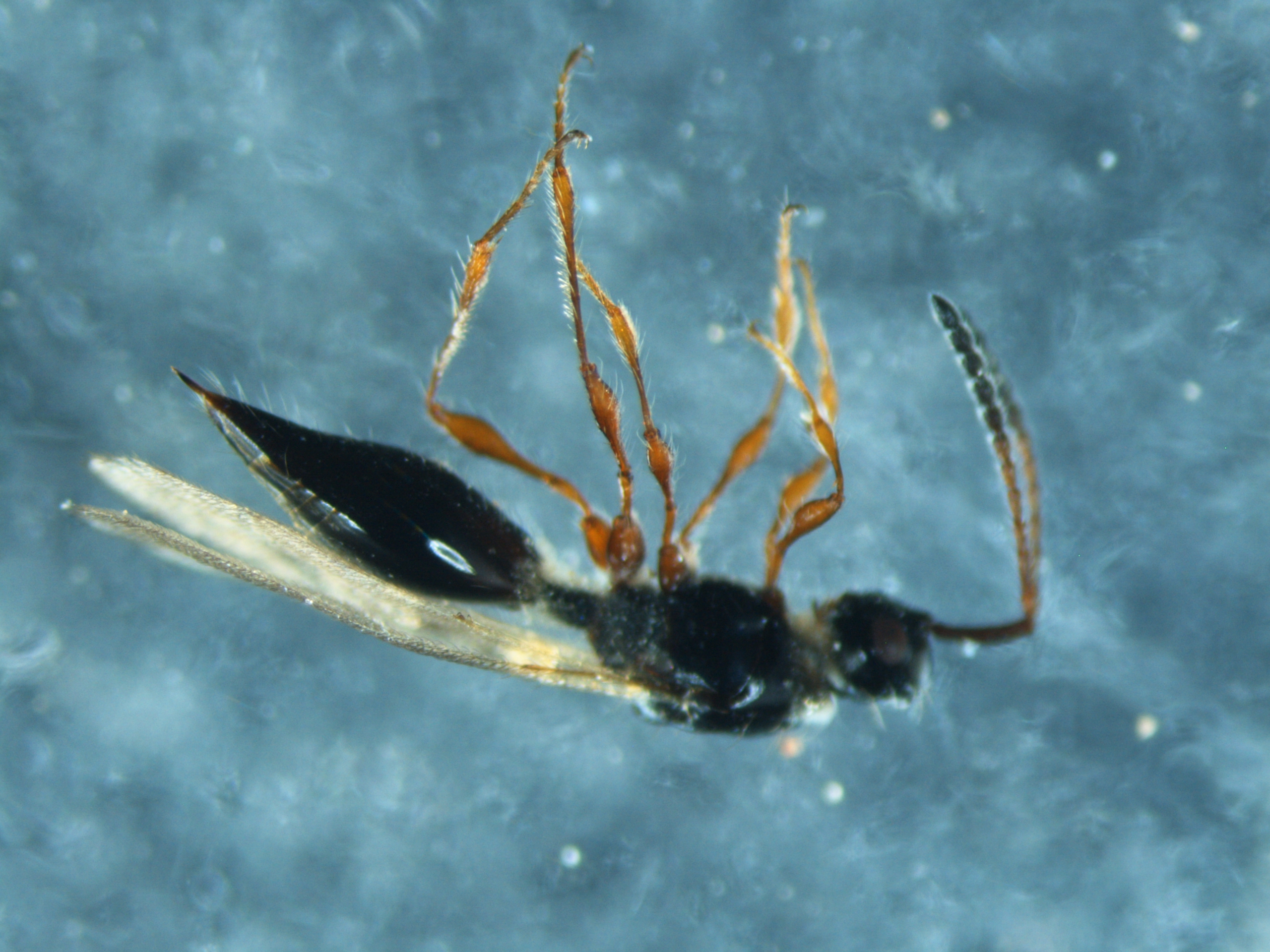Read more about the article Parasitic wesps (Hymenoptera)