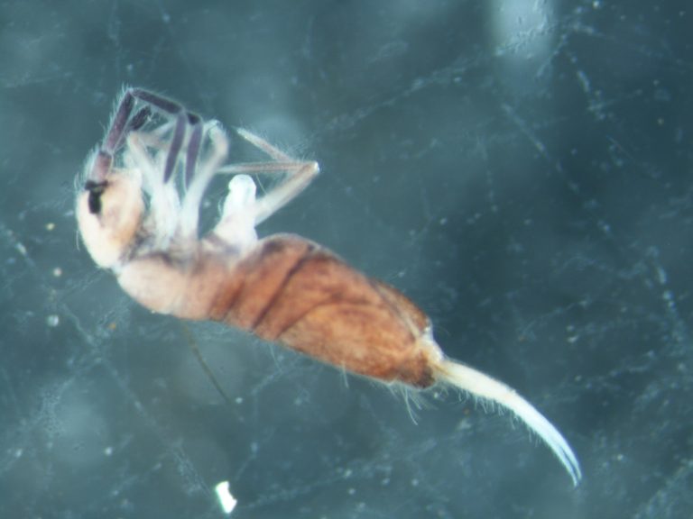 Read more about the article Springtails (Collembola)